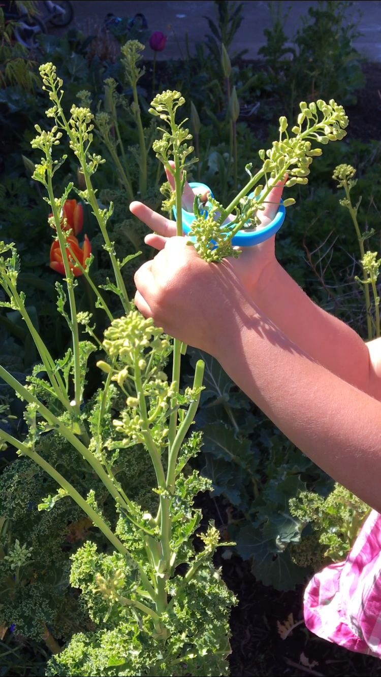 Our youngest ICAP participant (2 years) learning how to trim kale florets.